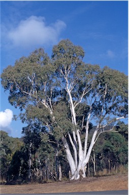 APII jpeg image of Eucalyptus  rossii  © contact APII