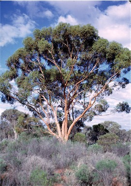APII jpeg image of Eucalyptus  salmonophloia  © contact APII