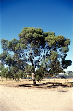 APII jpeg image of Eucalyptus  sargentii  © contact APII