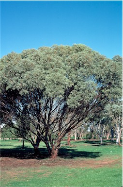 APII jpeg image of Eucalyptus sargentii  © contact APII