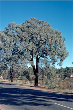 APII jpeg image of Eucalyptus sideroxylon  © contact APII