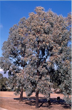 APII jpeg image of Eucalyptus  sideroxylon  © contact APII