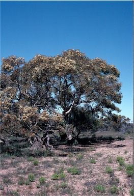 APII jpeg image of Eucalyptus socialis  © contact APII