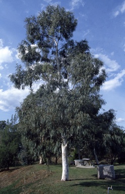 APII jpeg image of Eucalyptus  scoparia  © contact APII