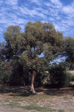APII jpeg image of Eucalyptus  steedmanii  © contact APII