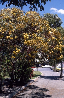 APII jpeg image of Eucalyptus 'Torwood'  © contact APII