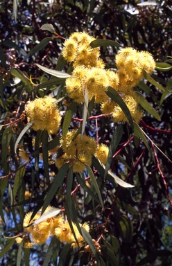APII jpeg image of Eucalyptus 'Torwood'  © contact APII