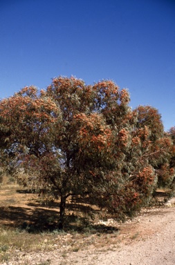 APII jpeg image of Eucalyptus torquata  © contact APII