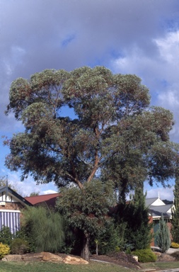 APII jpeg image of Eucalyptus torquata  © contact APII
