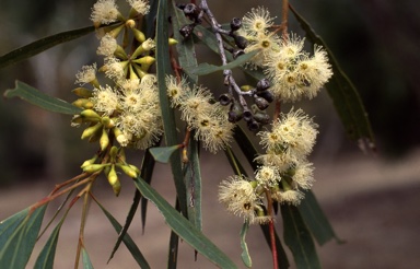 APII jpeg image of Eucalyptus viridis  © contact APII