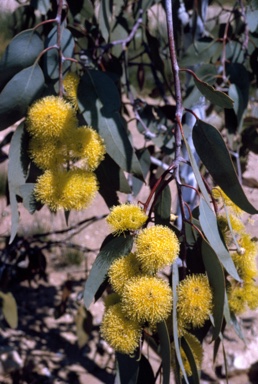 APII jpeg image of Eucalyptus woodwardii  © contact APII
