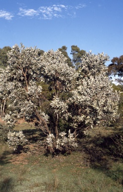 APII jpeg image of Eucalyptus pyriformis  © contact APII