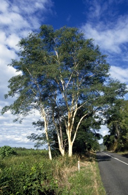 APII jpeg image of Albizia procera  © contact APII