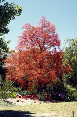 APII jpeg image of Brachychiton acerifolius  © contact APII