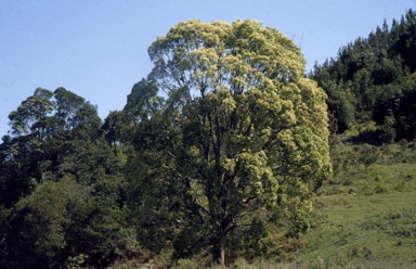 APII jpeg image of Elaeocarpus obovatus  © contact APII