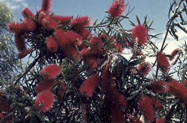 APII jpeg image of Callistemon 'Harkness'  © contact APII