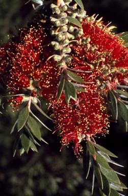 APII jpeg image of Callistemon 'Hinchinbrook'  © contact APII