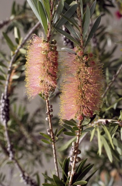 APII jpeg image of Callistemon 'Smoked salmon'  © contact APII