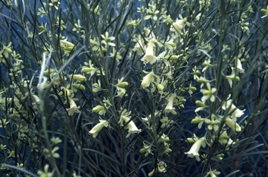 APII jpeg image of Eremophila oppositifolia 'Lemon Butter'  © contact APII