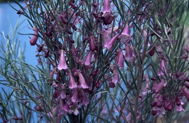 APII jpeg image of Eremophila oppositifolia 'Royal Purple'  © contact APII