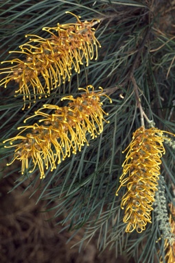 APII jpeg image of Grevillea 'Honey Gem'  © contact APII