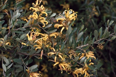 APII jpeg image of Grevillea 'Poorinda Blondie'  © contact APII