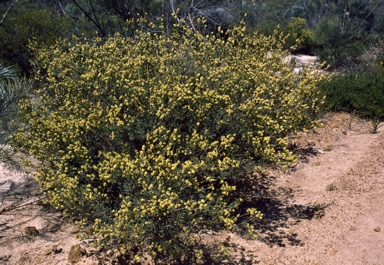 APII jpeg image of Verticordia densiflora var. stelluligera  © contact APII