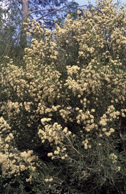 APII jpeg image of Melaleuca halmaturorum  © contact APII