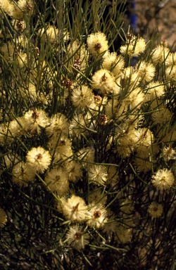 APII jpeg image of Melaleuca hamata  © contact APII