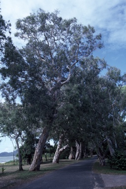 APII jpeg image of Melaleuca leucadendra  © contact APII