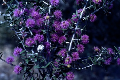 APII jpeg image of Melaleuca polycephala  © contact APII