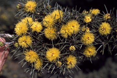 APII jpeg image of Melaleuca pungens  © contact APII