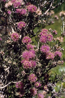 APII jpeg image of Melaleuca sapientes  © contact APII