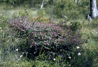 APII jpeg image of Melaleuca violacea  © contact APII