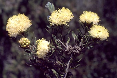 APII jpeg image of Melaleuca zonalis  © contact APII