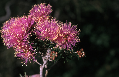 APII jpeg image of Melaleuca manglesii  © contact APII