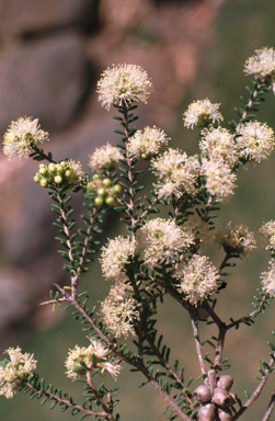 APII jpeg image of Melaleuca sheathiana  © contact APII