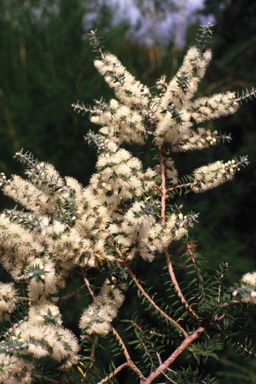 APII jpeg image of Melaleuca stramentosa  © contact APII