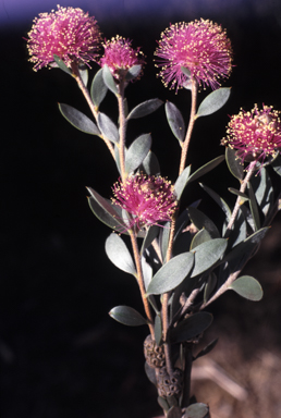 APII jpeg image of Melaleuca venusta  © contact APII