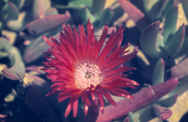 APII jpeg image of Carpobrotus  © contact APII