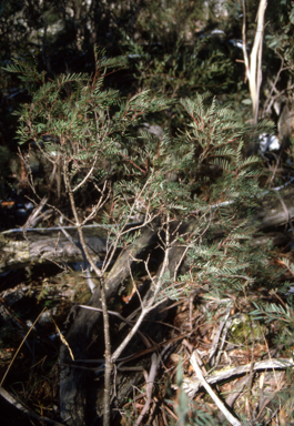 APII jpeg image of Polyscias sambucifolia  © contact APII