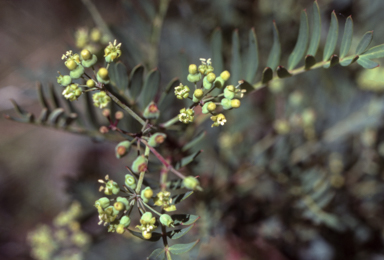APII jpeg image of Polyscias sambucifolia subsp. B  © contact APII
