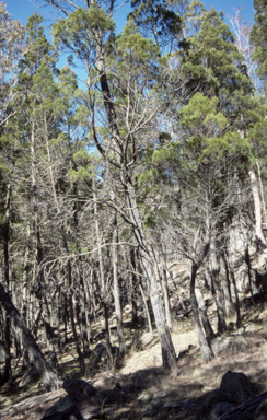 APII jpeg image of Callitris  © contact APII