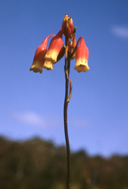 APII jpeg image of Blandfordia nobilis  © contact APII