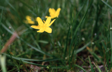 APII jpeg image of Hypoxis hygrometrica  © contact APII