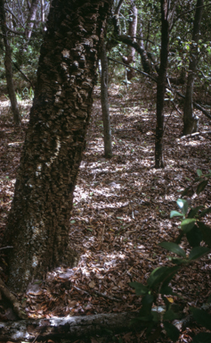 APII jpeg image of Endiandra sieberi  © contact APII