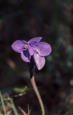 APII jpeg image of Patersonia  © contact APII