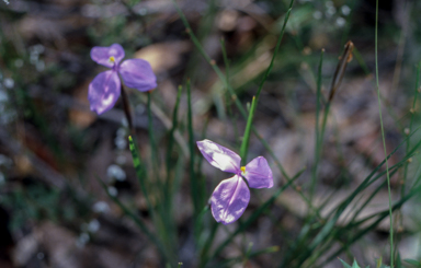 APII jpeg image of Patersonia  © contact APII