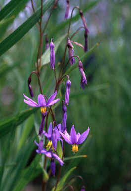 APII jpeg image of Stypandra glauca  © contact APII