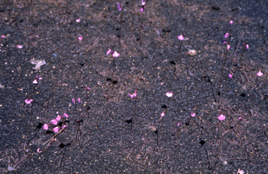 APII jpeg image of Utricularia  © contact APII